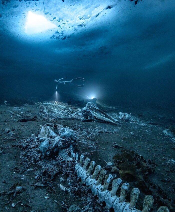 Фото: www.reddit.com/r/thalassophobia/