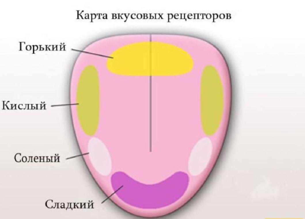  А вы знали о том, что собаки видят зеленый цвет как белый, а самая обычная жвачка, брошенная на землю разлагается в течение 30 лет?-2