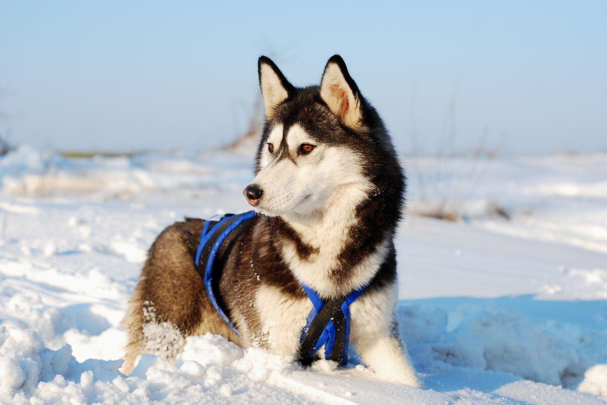 Сибирский хаски