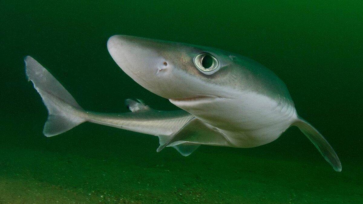 Именно за эту мордашку катрана и прозвали "собакой"