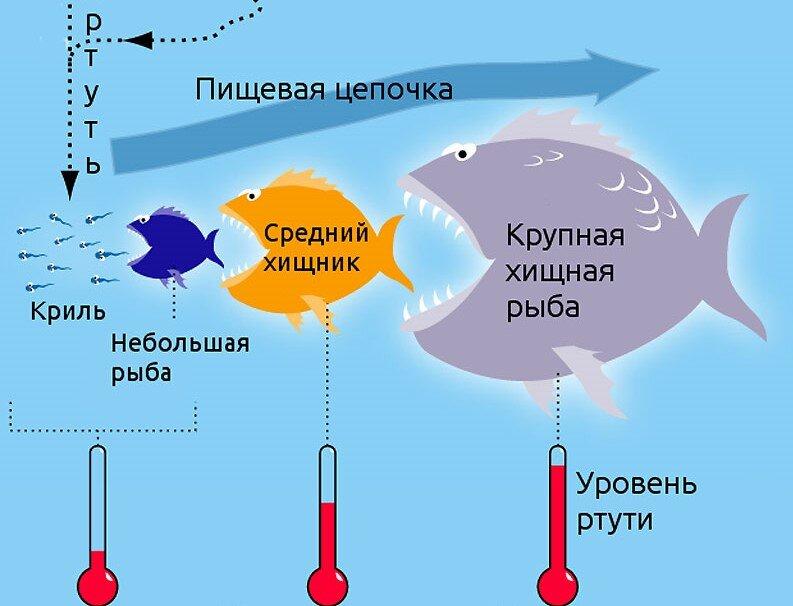 Почему, живя на берегу реки, в озерном крае, я теперь покупаю только консервы или заказываю форель из питомников?-2