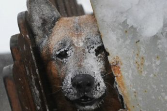 Мужчины увидели замерзающую собаку и решили угостить хлебом