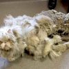 Мужчина забрал персидского кота, которого никогда не мыли и не чесали. Как кот выглядит сейчас