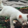 Девушка подобрала милого белого котенка с голубыми глазами, но это оказалась не домашняя кошка. Как она выглядит сейчас