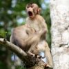 10 редких фото обезьян, которые поднимут вам настроение за 1 минуту